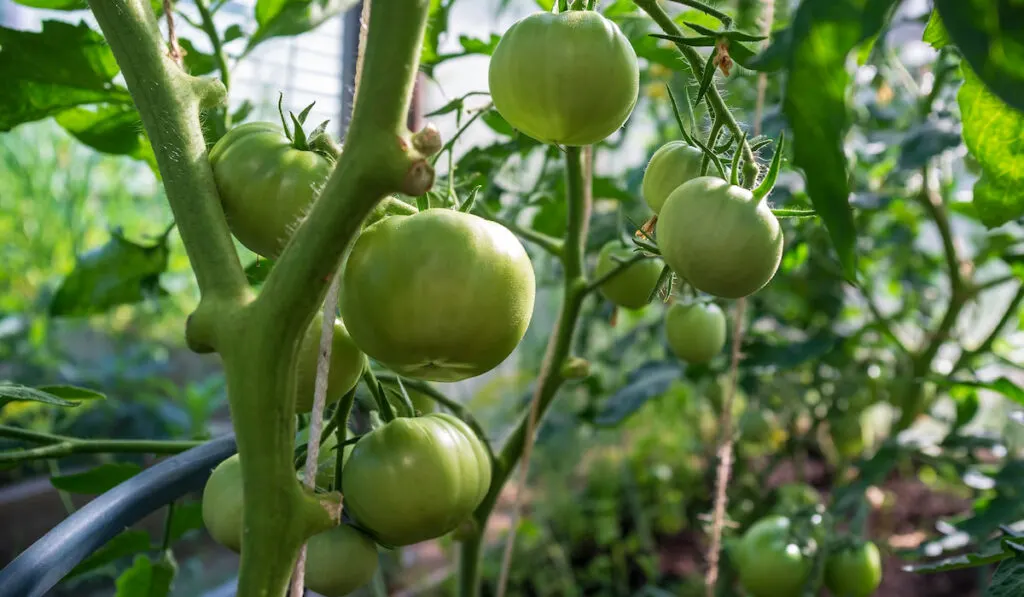 unripe green tomatoes in a greenhouse