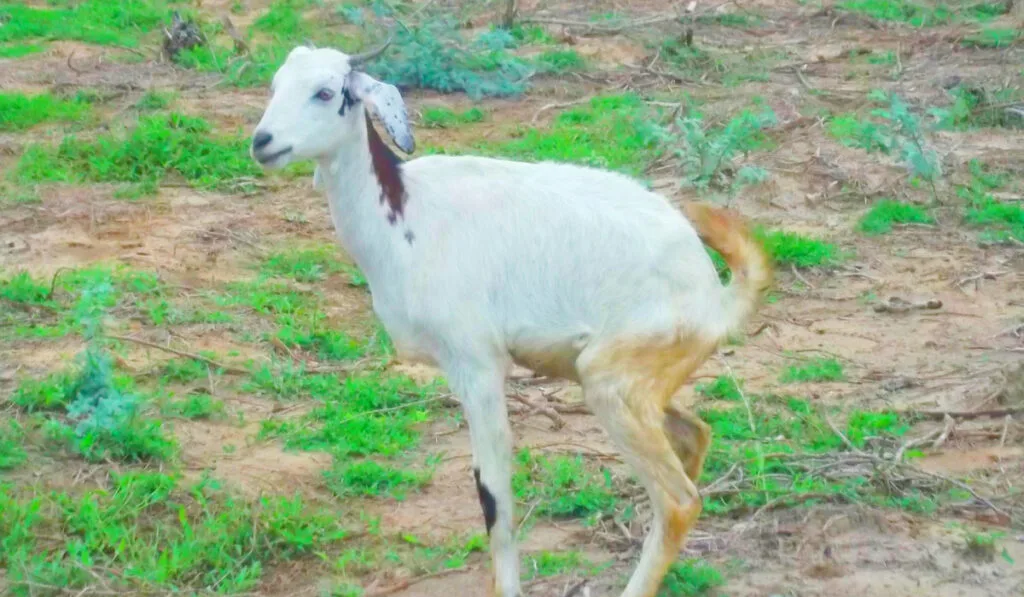 white goat urinating in the field.