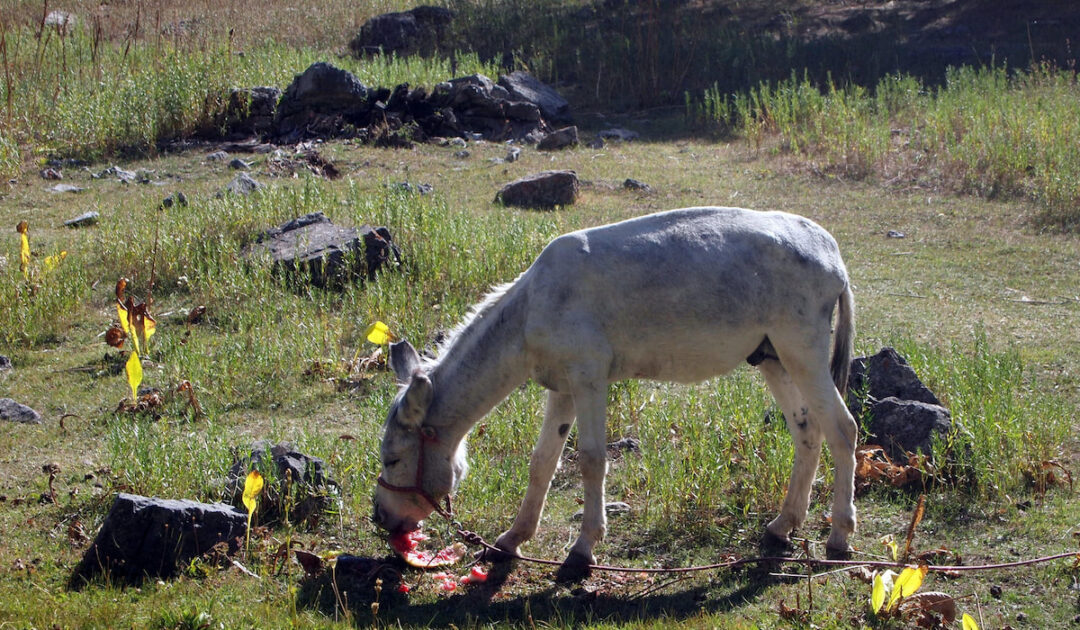 Can Donkeys Eat Watermelon? Farmhouse Guide