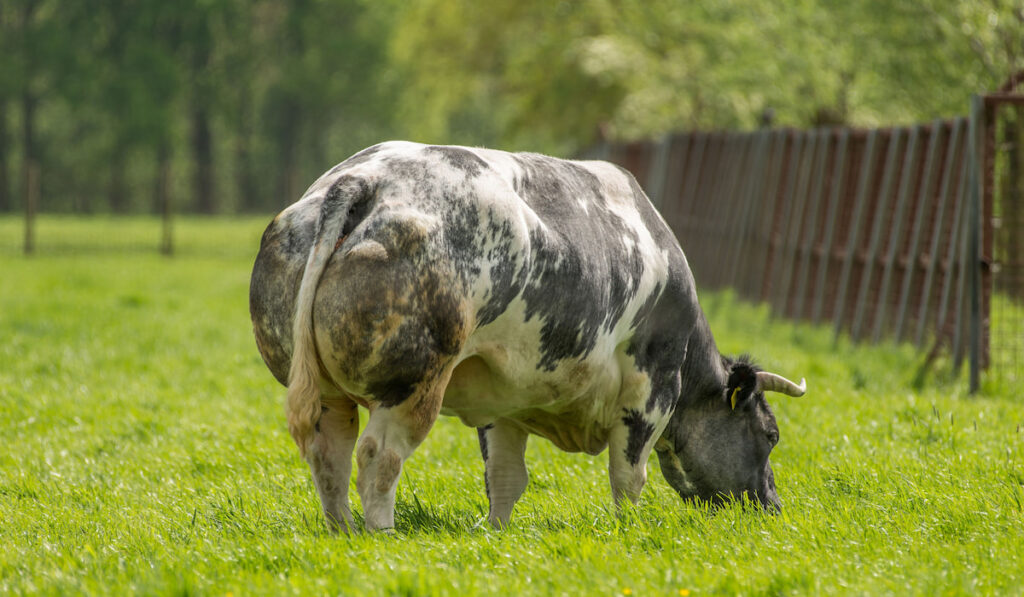 A Belgian Blue bull, grazing in the meadow
