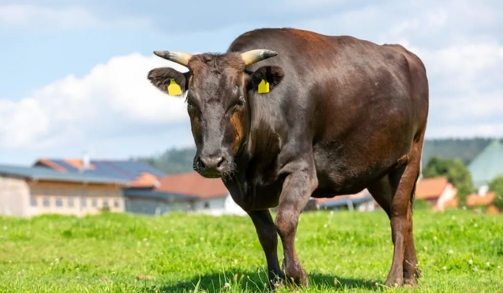 A Wagyu cow stands on a green meadow