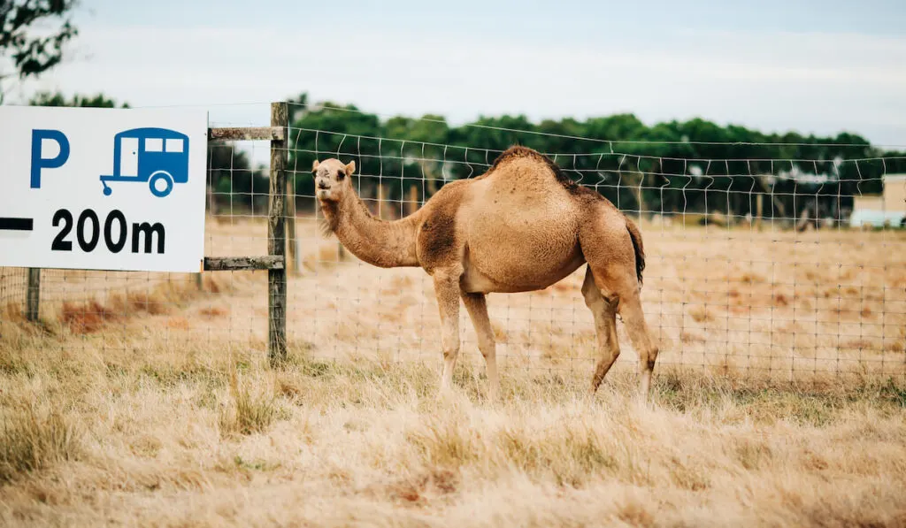 A camel on a farm