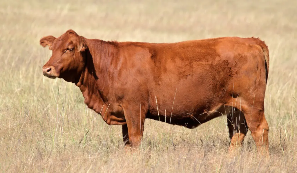 A red angus cow on pasture