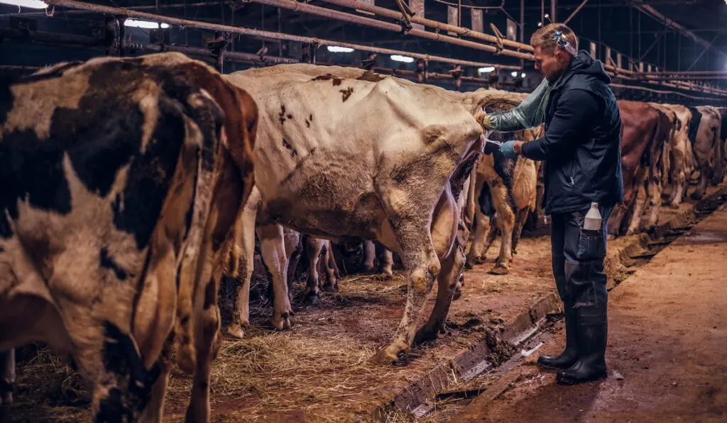 A veterinarian makes the procedure of artificial insemination of a cow