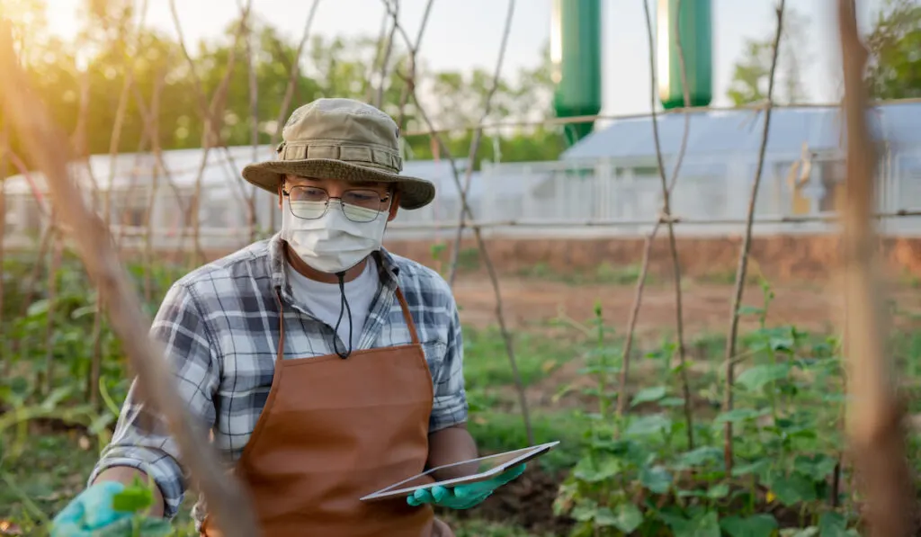 A young farmer checks the quality of the vegetables or crops he grows to ensure good quality.
