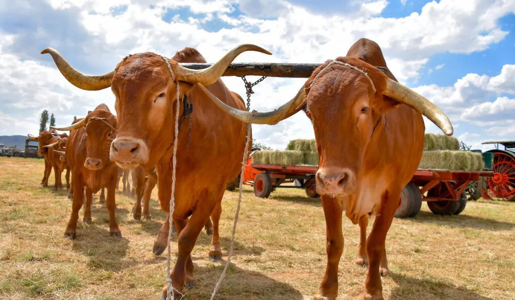 Afrikaner Cattle as  forerunners to tractors in modern agricultural operation in South Africa