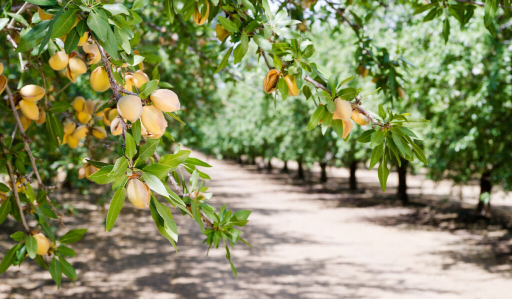 Almond Nuts Tree Farm, Almond Orchard in California