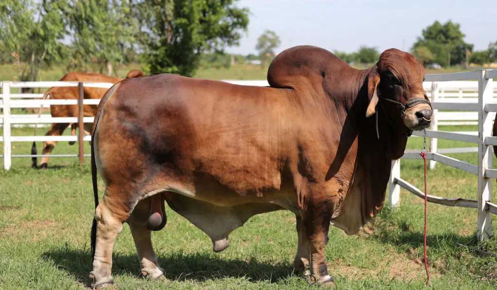 American red Brahman in the farm with white fence on the background