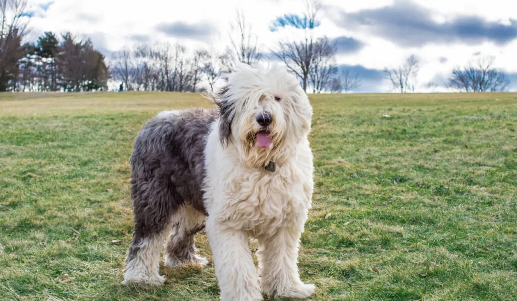 An old English sheepdog playing at the park
