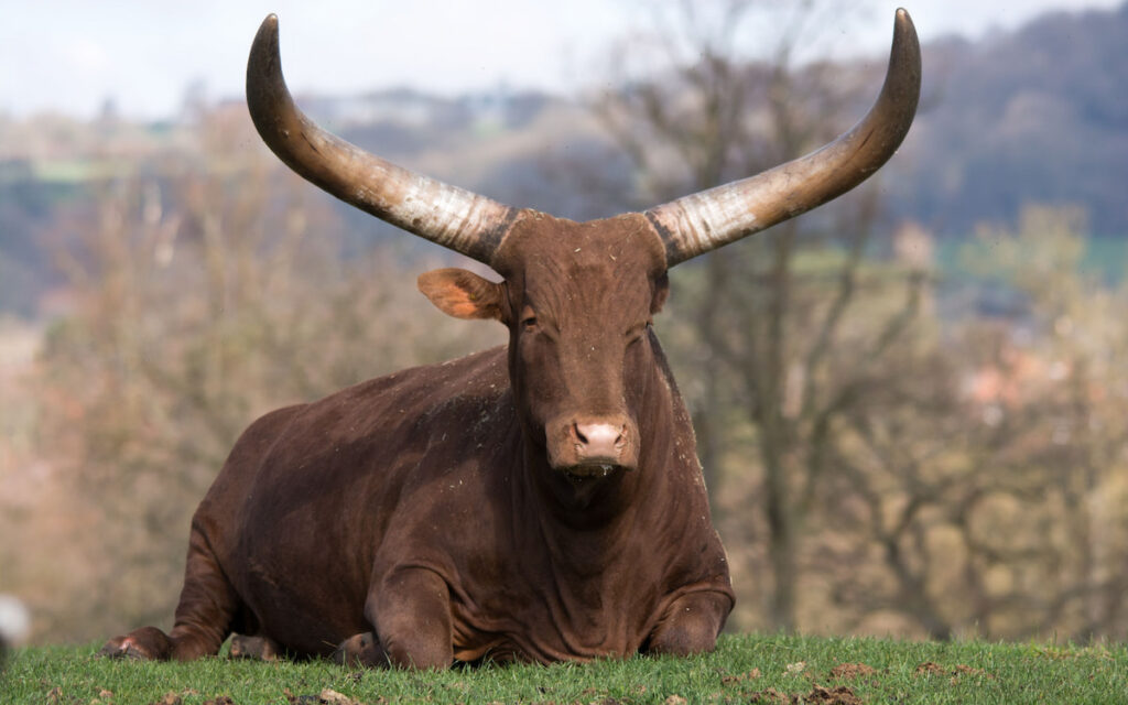 Ankole Cattle resting in a field