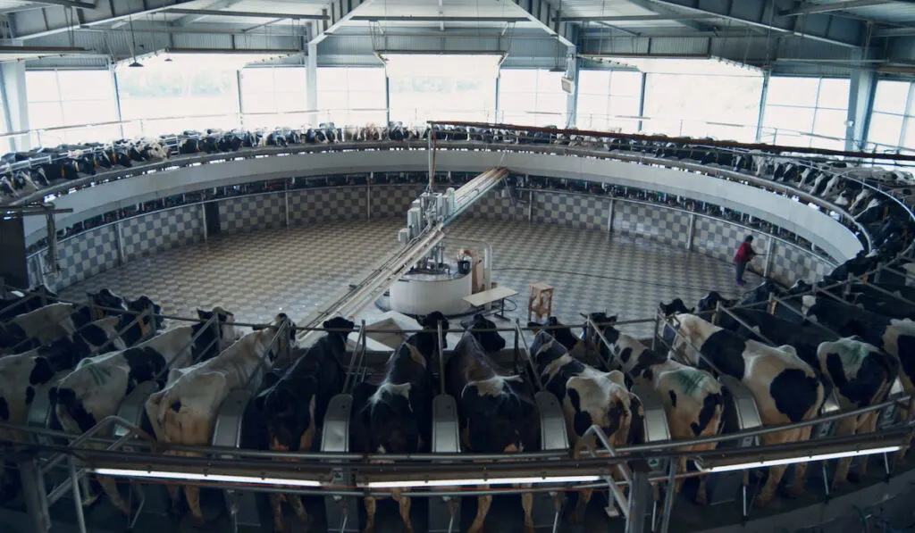 Automated system of cow milking on modern techonological milking parlos on farm with cattles each slot