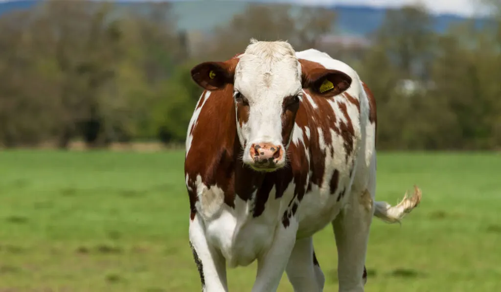 Ayrshire cow with red and white markings, standing in a field