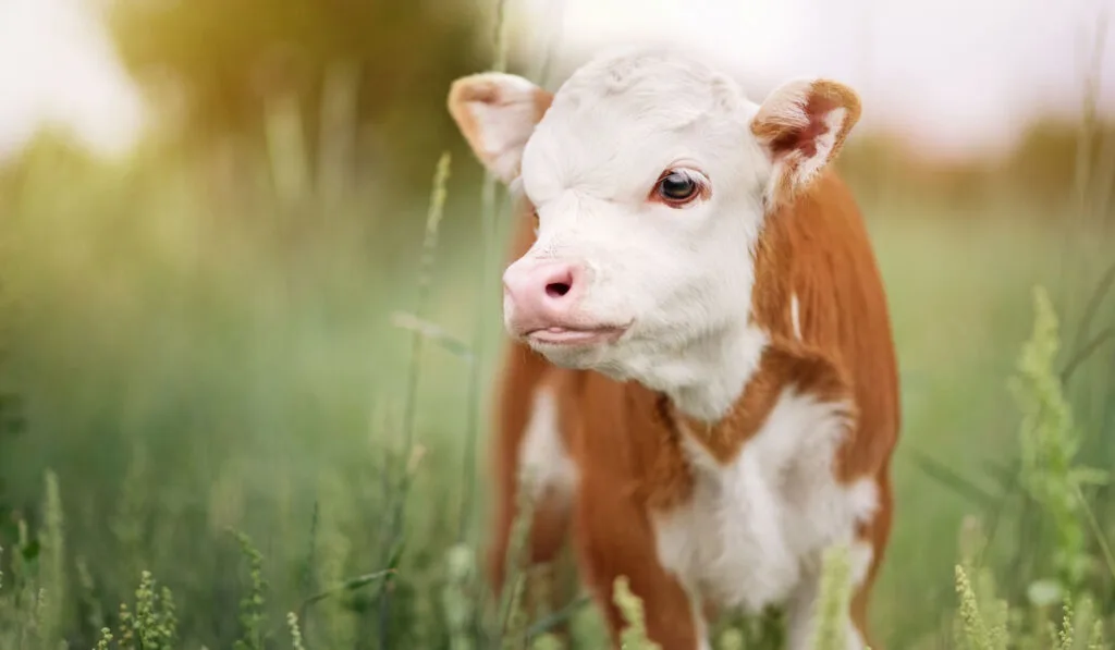 Baby Mini Hereford Cow in field pasture at sunset