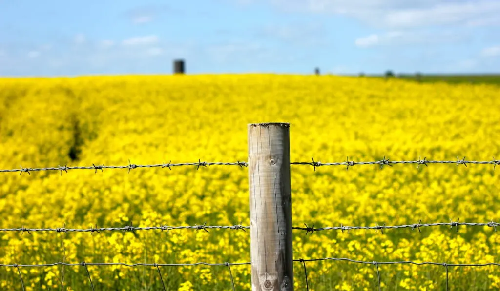 Barbed wire fencing around yellow rapeseed field