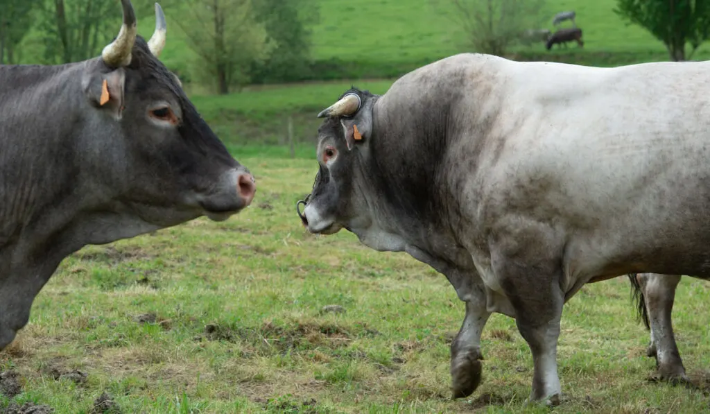 Bazadaise cows and calves daisy in the meadow, Gironde, France
