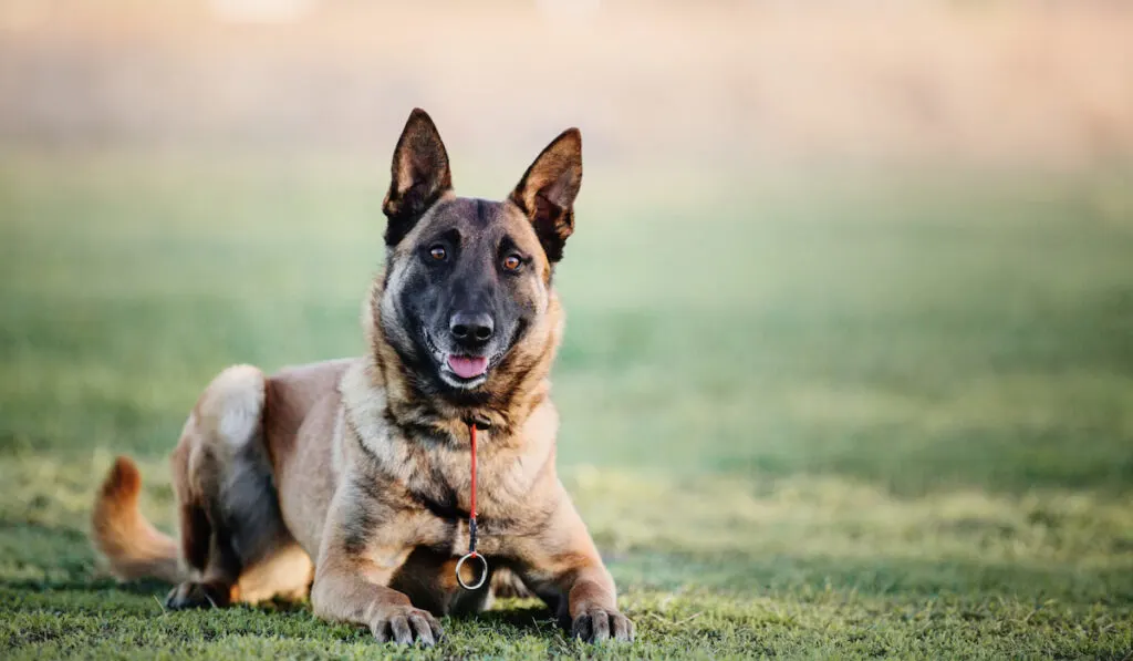 Belgian Malinois as police guard dog resting in a grass field