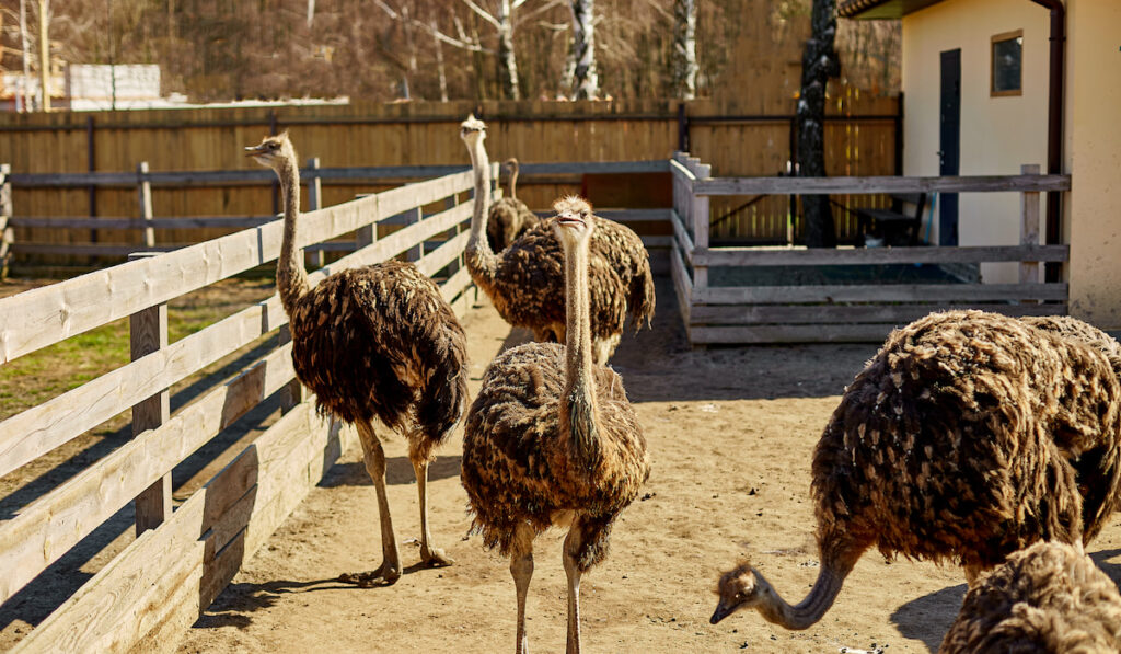 Big ostriches at farm field behind a wooden fence

