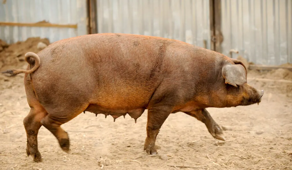 Big swine of Duroc's breed in yard
