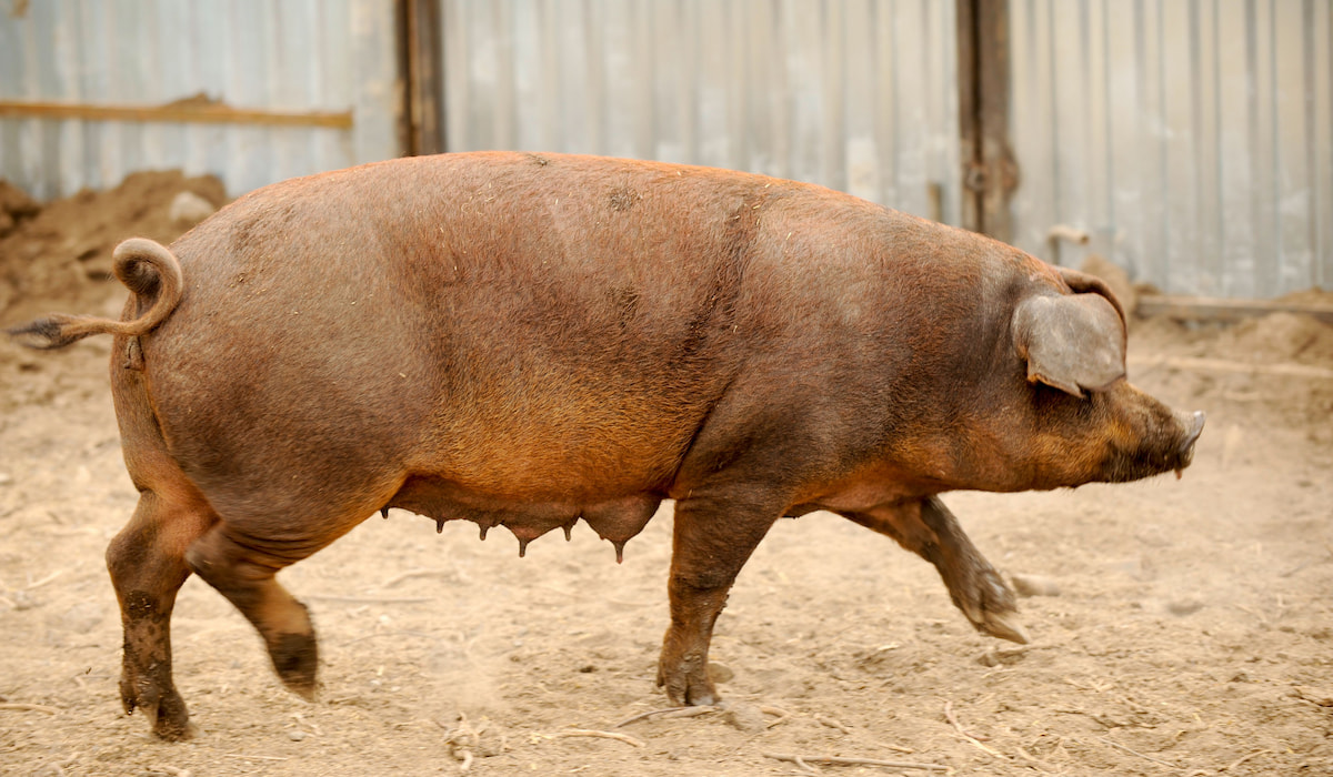 Best Pig Breeds for Meat Farmhouse Guide