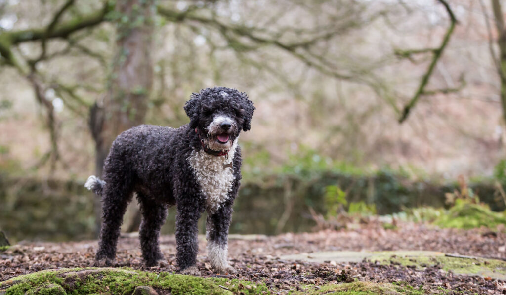 Black Spanish Water Dog walking in the park