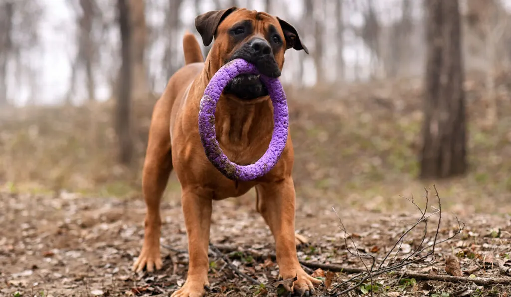 Boerboel dog biting his toy in the forest