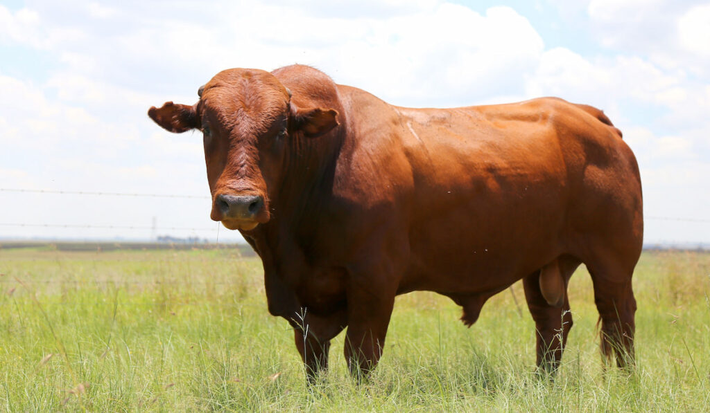Bonsmara cattle in the field, South Africa
