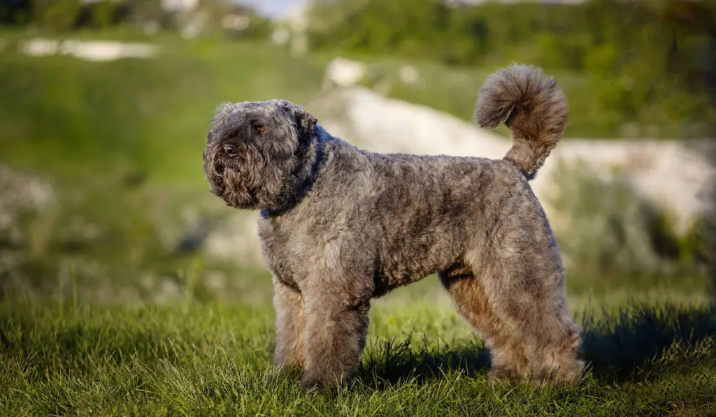 Bouvier-des-Flandres-on-a-nature-background