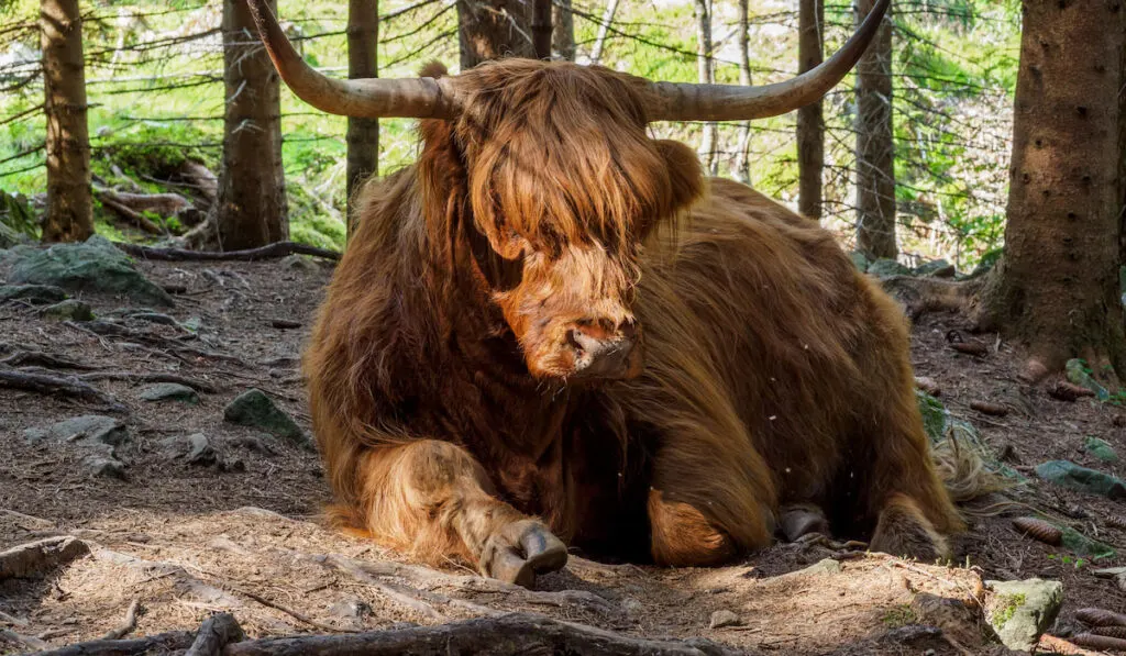 Brown highland cow in Folgefonna national park, Norway

