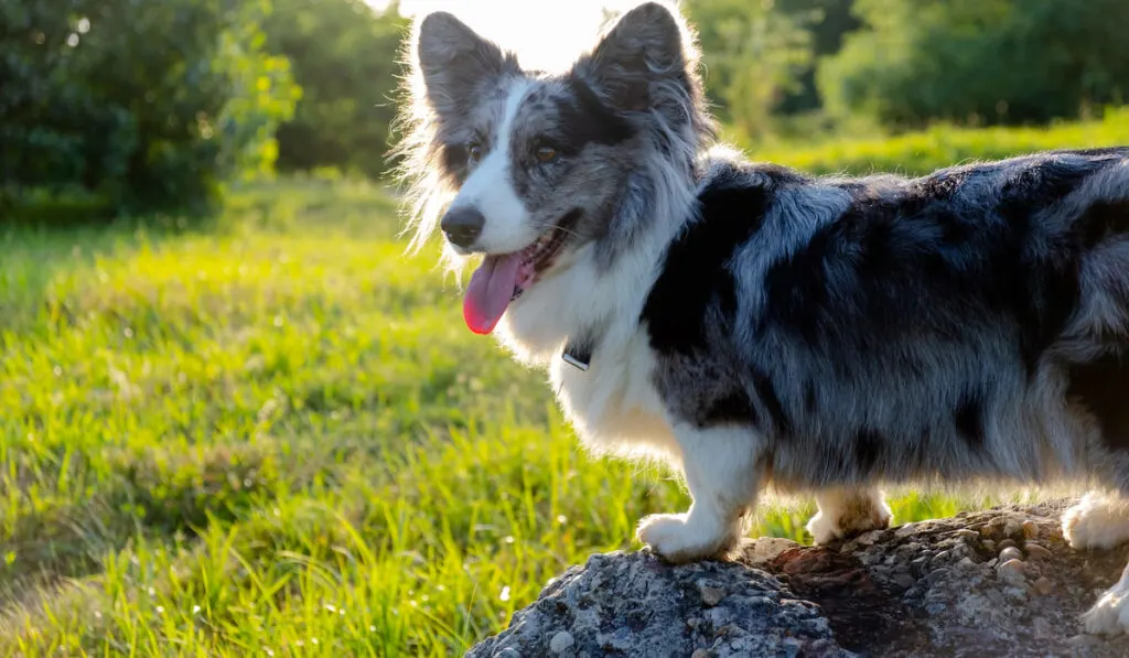 Cardigan Welsh Corgi on a rack with green grass and trees on the background