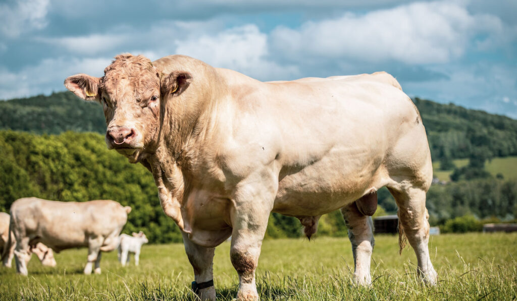 Charolais bull grazing on sunnday day on the field in UK