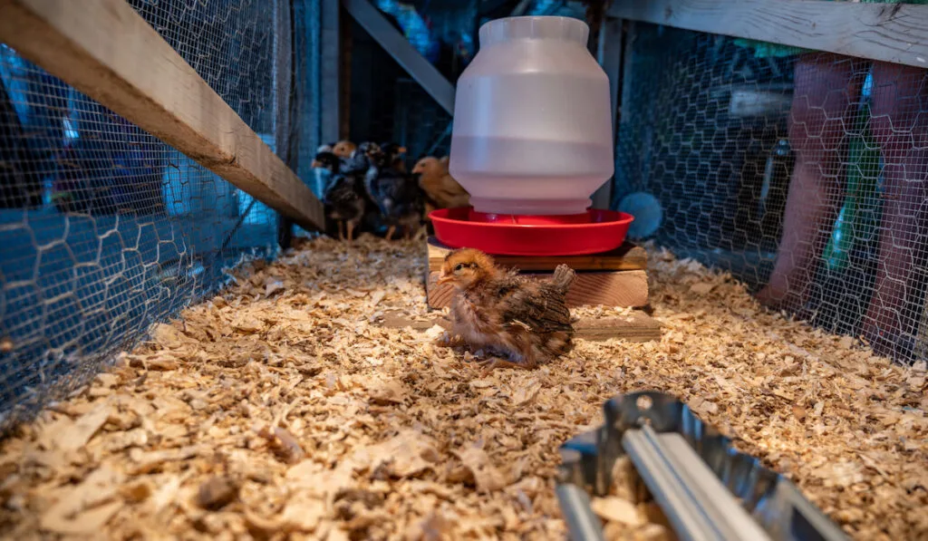 Chicken brooder used for caring for young chicks in a cage with a heat lamp for warmth
