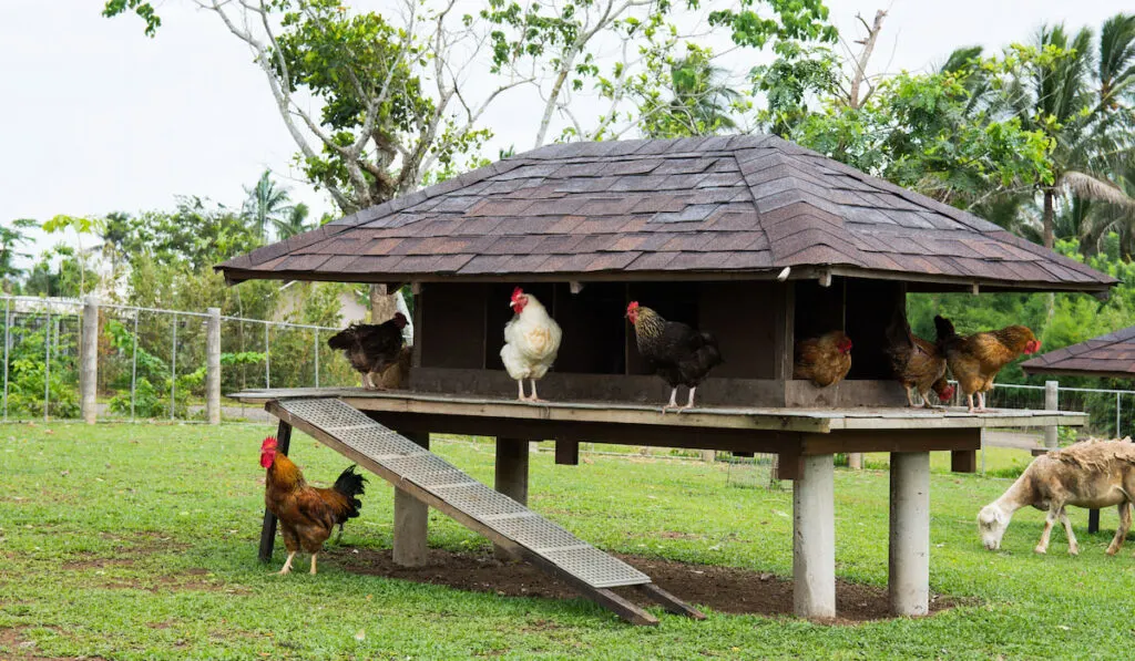 Chickens in a chicken coop on a farm