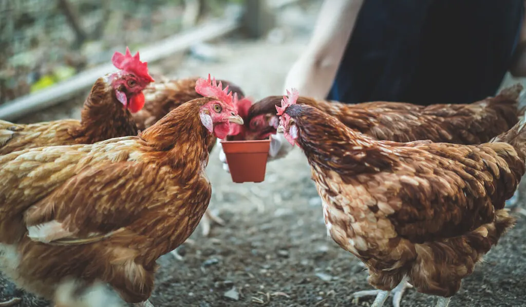 Close up shot of chickens eating food in the farm.
