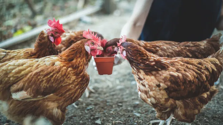 Close-up-shot-of-chickens-eating-food-in-the-farm