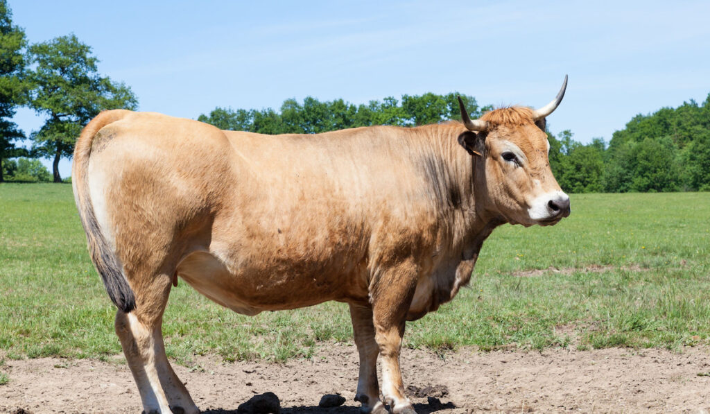 Close up side view of a single brown Parthenais beef cow or cattle in a pasture in spring sunshine
