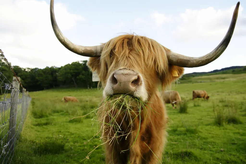 Closeup of a Scottish Highland Cattle chewing grass