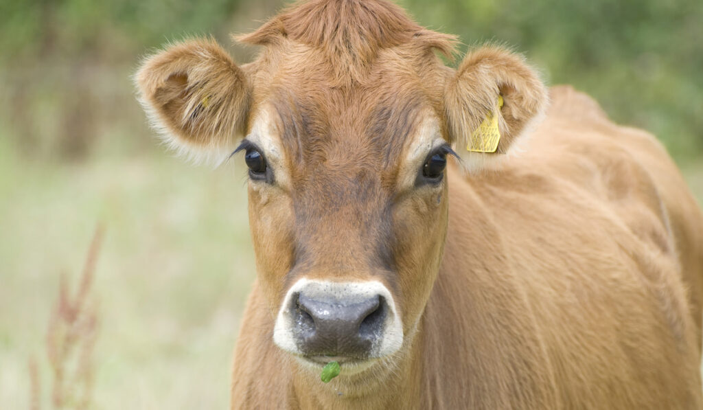 Closeup of a jersey cow
