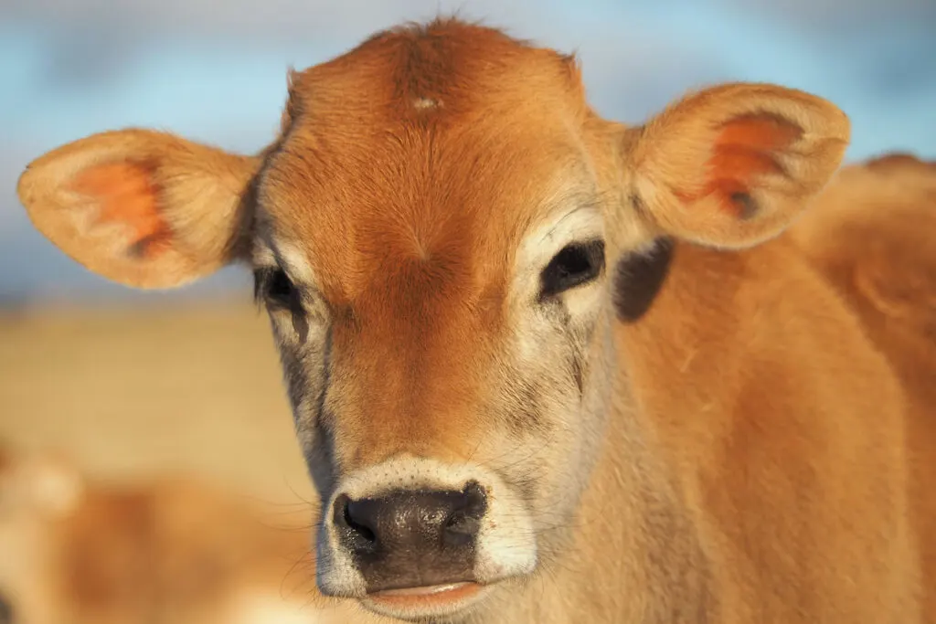 Closeup shot of a mini jersey cow in a pasture blurry background