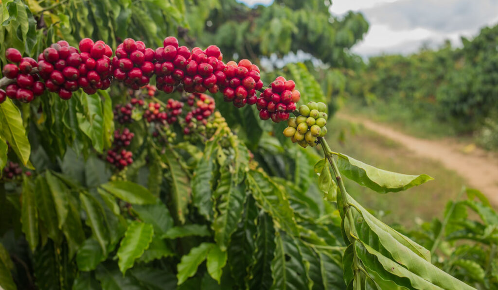 Coffee Plantation, coffee farm background