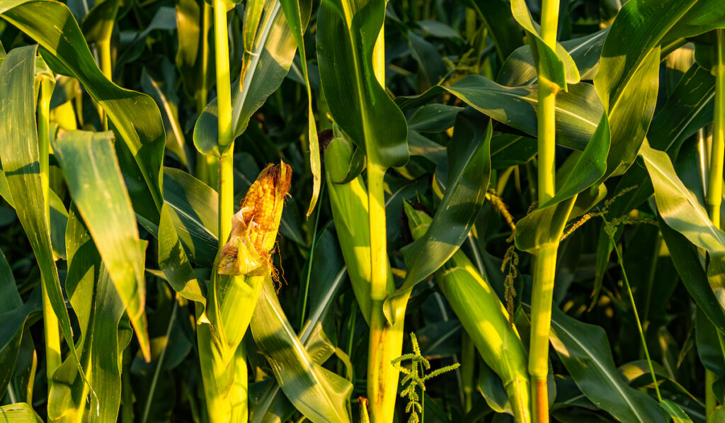 Corn (maize) field closeup.