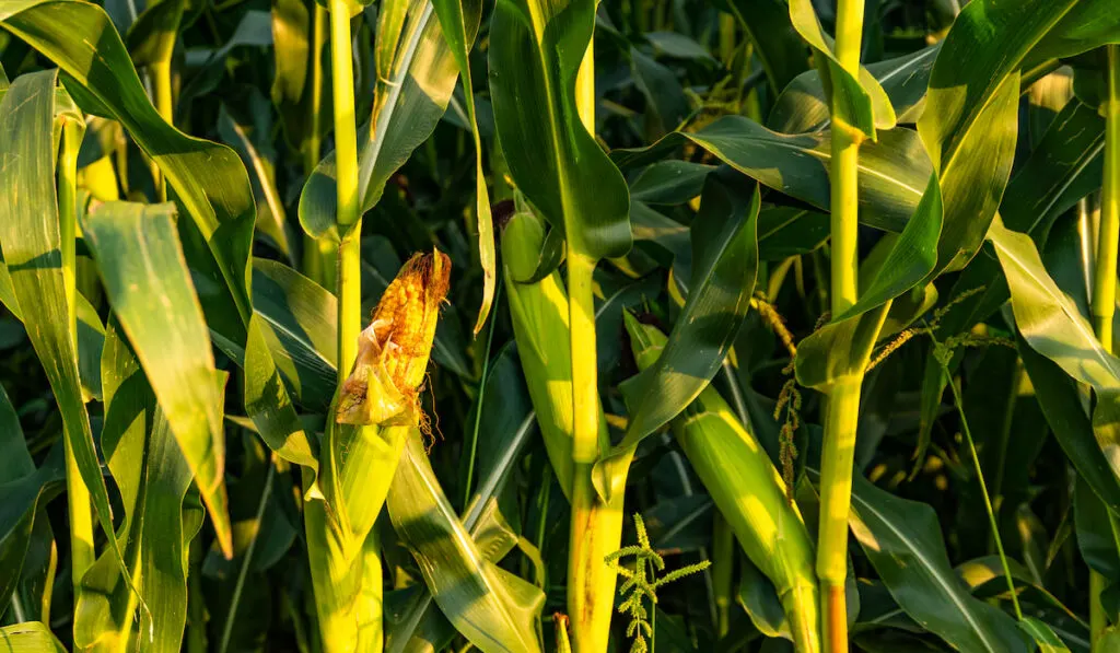 Corn (maize) field closeup.