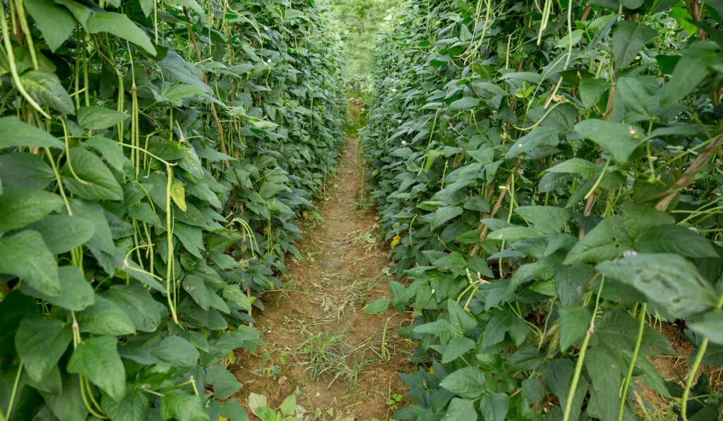 Cowpea plants in growth at vegetable garden
