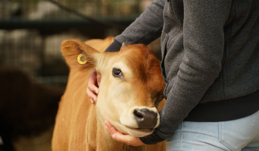 Cropped photo of a woman petting miniature cow