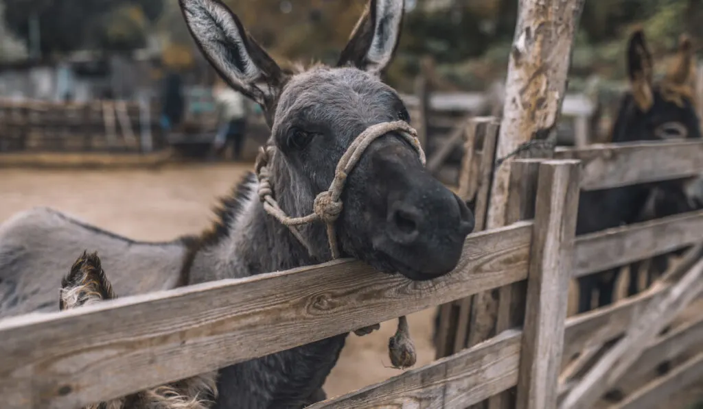 Cute donkeys at the cattle farm
