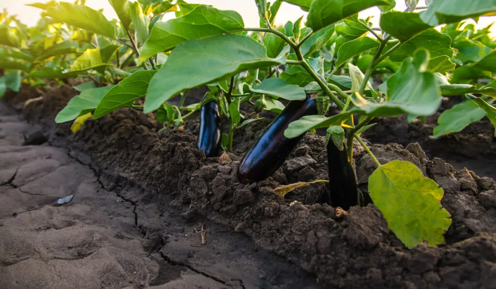 Dark ripe eggplants fruits hang from the bush in the farm