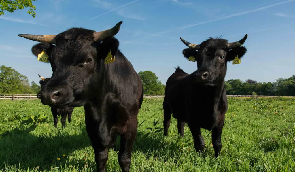 Dexter cows in green field