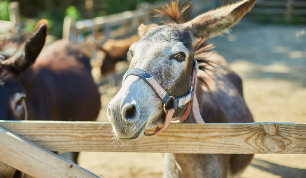  Donkey in the paddock at the farm