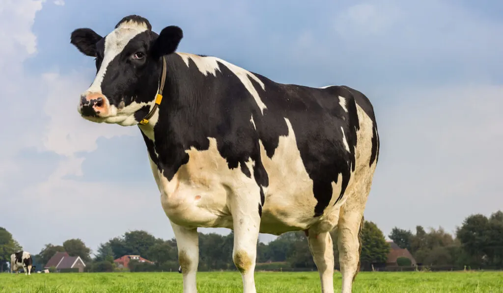 Dutch Holstein black and white cow in a meadow
