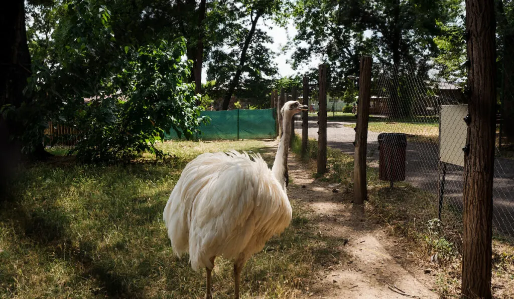 Emus on a farm walking around inside wire fence