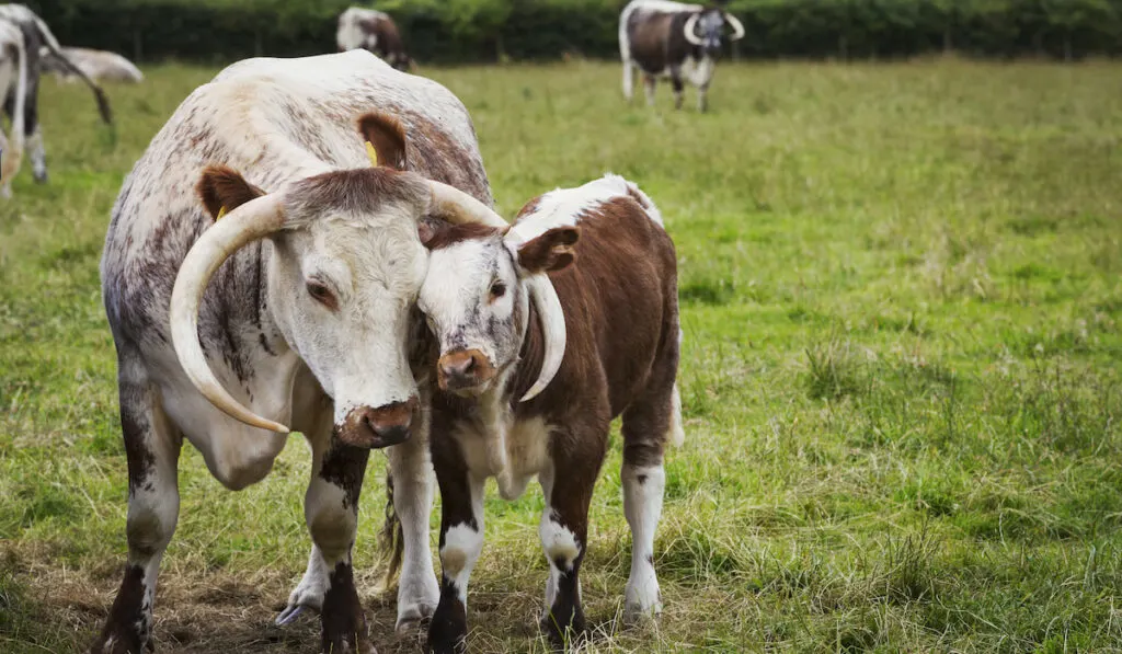 English Longhorn cattle with calf in a pasture
